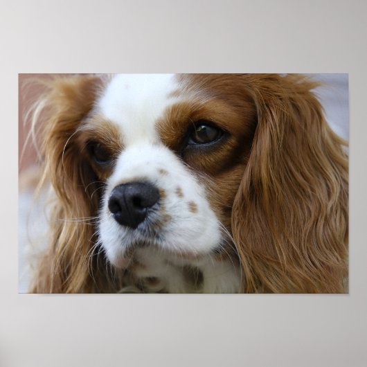 Poster Le roi Charles Spaniel (Devant)