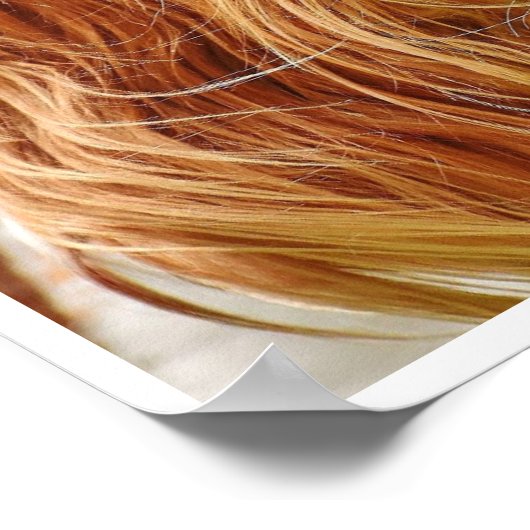 Poster Le roi Charles Spaniel (Coin)