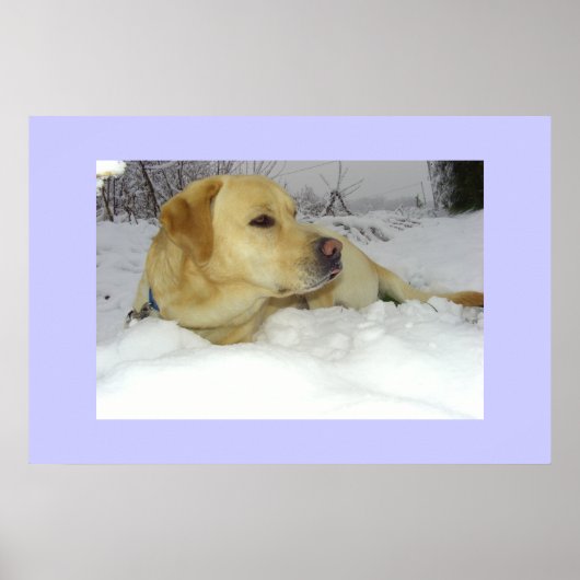 Poster Le roi dans la neige - scène hivernale du Labrador (Devant)