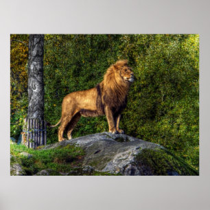 Poster Le roi de lion