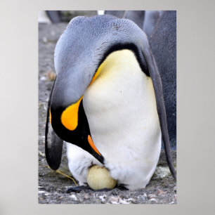 Poster Le roi Penguin avec l'oeuf