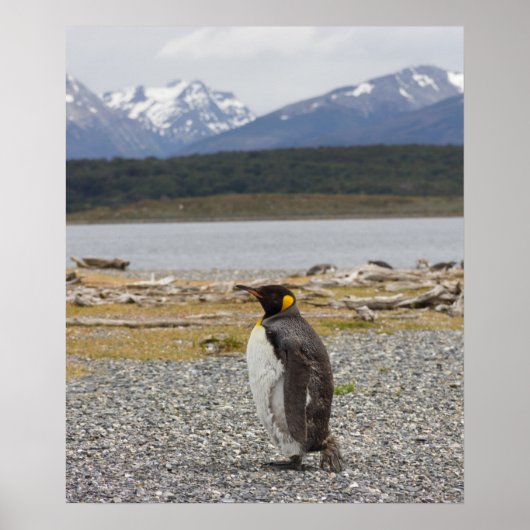 Poster Le roi Penguin, Isla Martillo, Tierra Del Fuego (Devant)