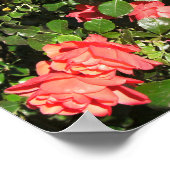 Poster Le rose Bush à Denver (Coin)