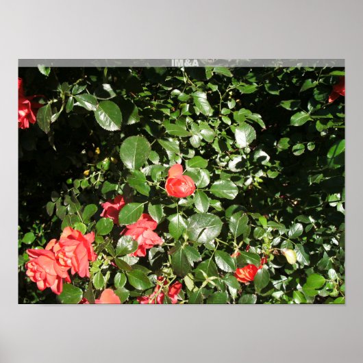 Poster Le rose Bush à Denver (Devant)