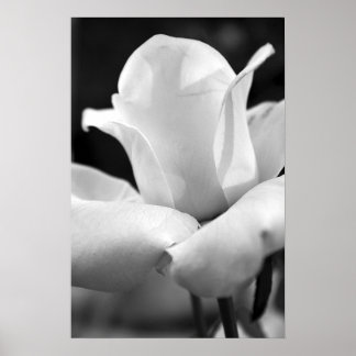 Poster Le Rose d'Anna