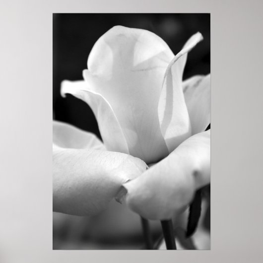 Poster Le Rose d'Anna (Devant)