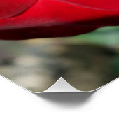 Poster Le rouge de l'automne (Coin)