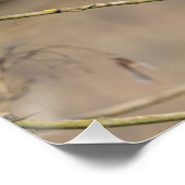 Poster le rouge-gorge, lumière dorée (Coin)