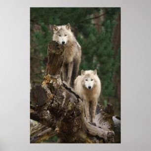 Poster Le royaume des loups blancs