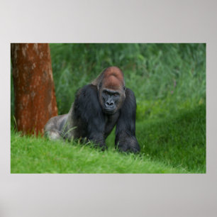 Poster Le royaume serein de Silverback