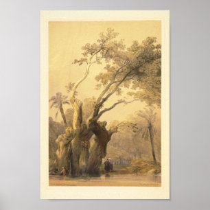 Poster Le saint arbre, Metereah