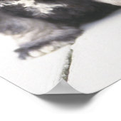 Poster Le Schnauzer miniature est une race de petit chien (Coin)