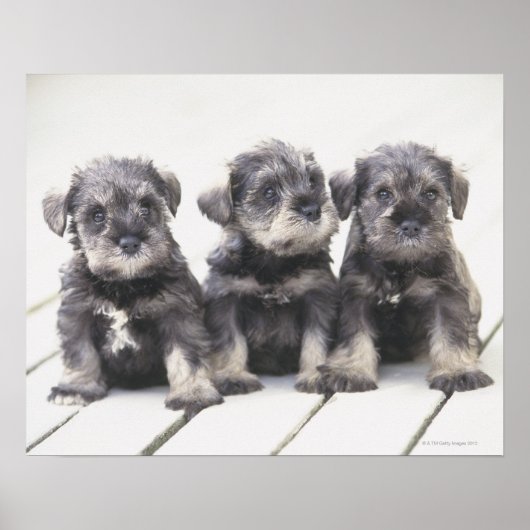 Poster Le Schnauzer miniature est une race de petit chien (Devant)