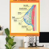 Poster Le sein féminin (Bureau à domicile)