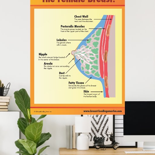 Poster Le sein féminin (Bureau à domicile)