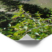 Poster le sentier Highline - Parc national des Glaciers M (Coin)