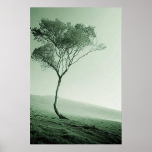 Poster Le sentinelle solitaire : un arbre balayé par le v