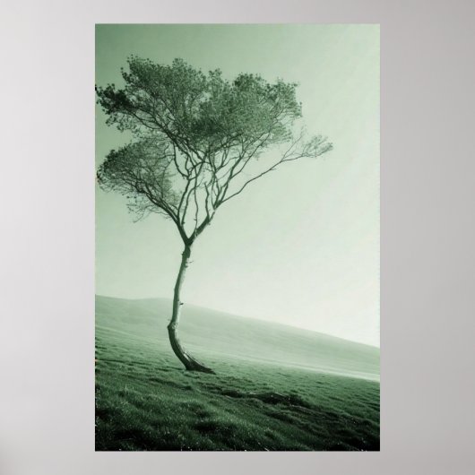 Poster Le sentinelle solitaire : un arbre balayé par le v (Devant)