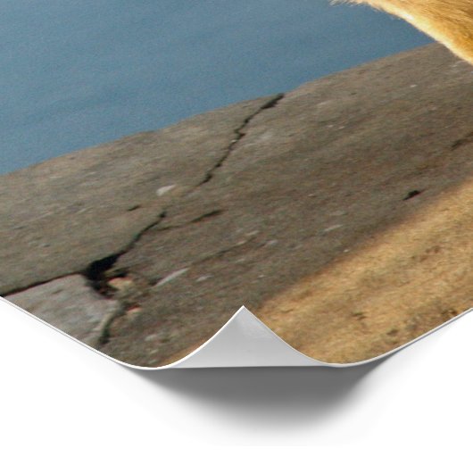 Poster Le singe barbare de Gibraltar (Coin)