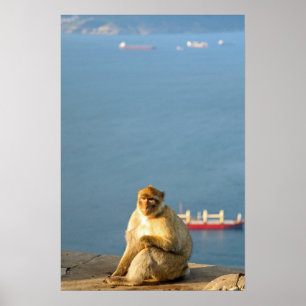 Poster Le singe barbare de Gibraltar
