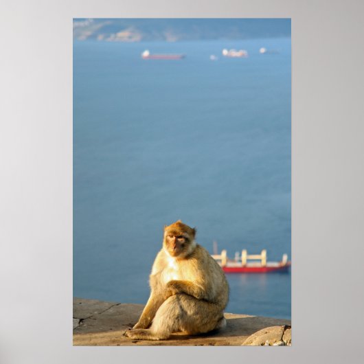 Poster Le singe barbare de Gibraltar (Devant)