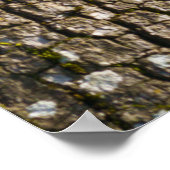 Poster Le singe colobus dans la canopée (Coin)