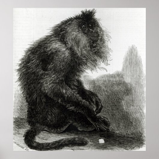 Poster Le singe du Waderoo indien (Devant)