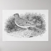 Poster Le Skylark (Devant)