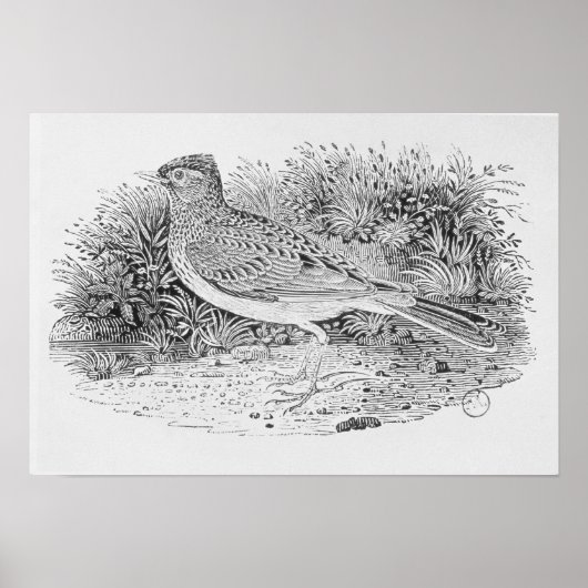 Poster Le Skylark (Devant)