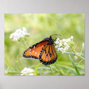 Poster Le soleil de papillon de la reine sur l'algue