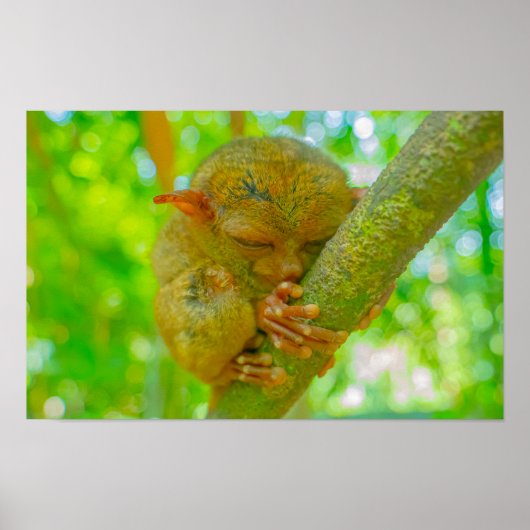 Poster Le sommeil tranquille d'un tarsier à Bohol (Devant)