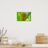 Poster Le sommeil tranquille d'un tarsier à Bohol (Cuisine)