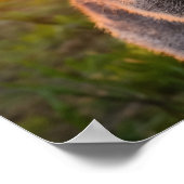 Poster Le sourire au coucher du soleil de Quokka (Coin)