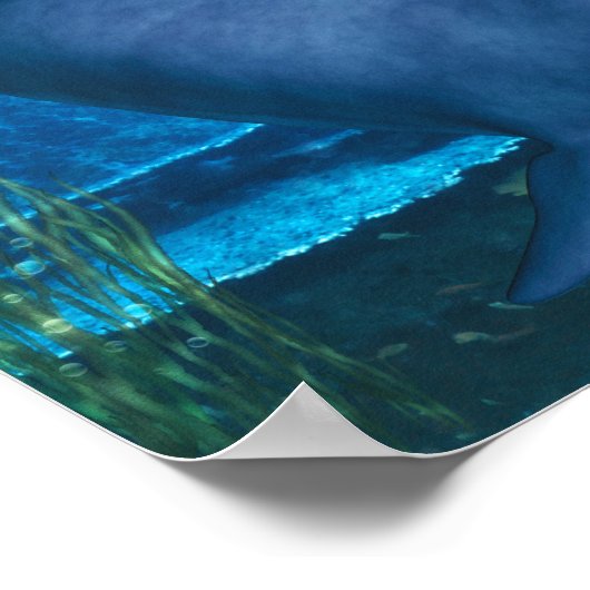 Poster Le sourire des océans (Coin)