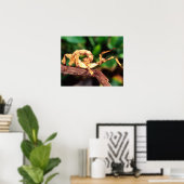 Poster le spectre de Macleay (épiney Stick Insect), (Bureau à domicile)