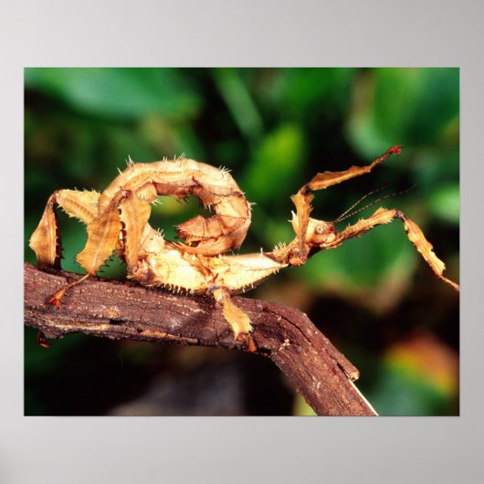 Poster le spectre de Macleay (épiney Stick Insect), (Devant)