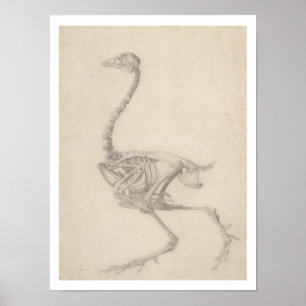 Poster Le Squelette d'une Foule, de la série 'A Compara