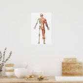 Poster Le Squelette Humain Et Le Système Musculaire, Reto (Cuisine)