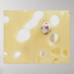 Poster Le studio a tiré de la souris blanche regardant