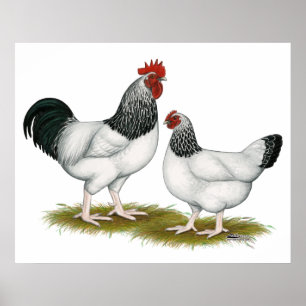 Poster Le Sussex :  Paires légères