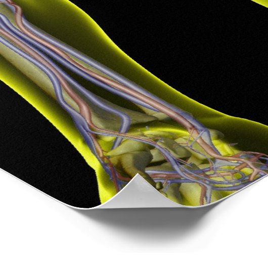 Poster Le système digestif (Coin)