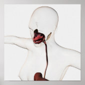 Poster Le système digestif humain 3 (Devant)