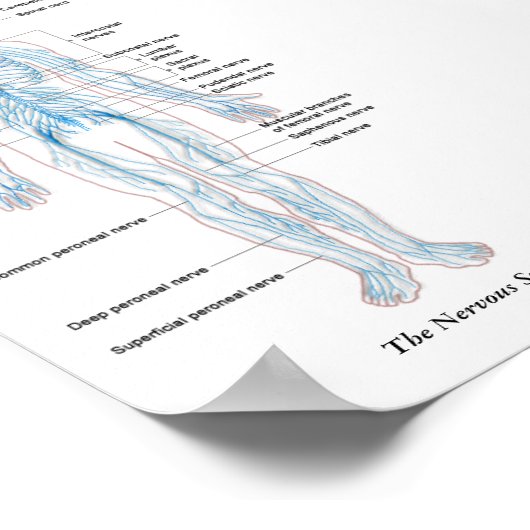 Poster Le système nerveux (Coin)