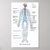 Poster Le système nerveux (Devant)