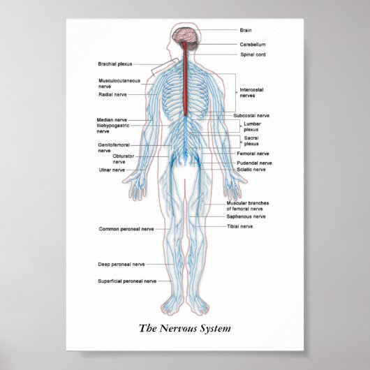Poster Le système nerveux (Devant)