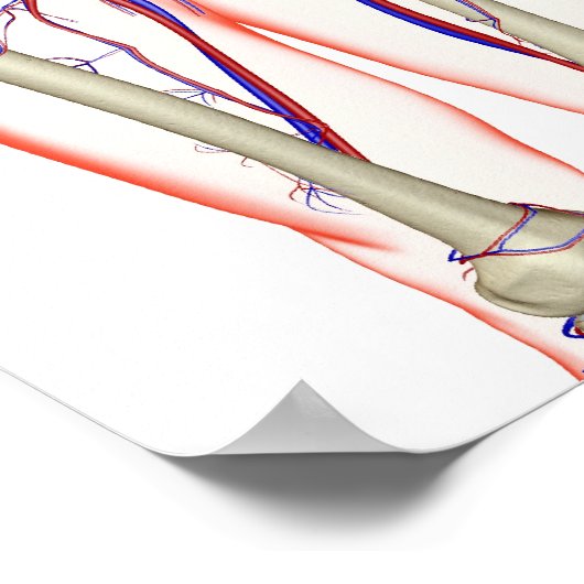 Poster Le système urinaire (Coin)