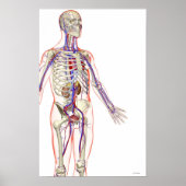 Poster Le système urinaire (Devant)