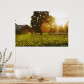 Poster Le Terrain De Tournesol Au Coucher Du Soleil Avec  (Cuisine)