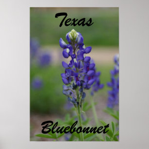 Poster Le Texas, Bluebonnet