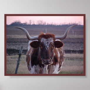 Poster Le Texas Longhorn